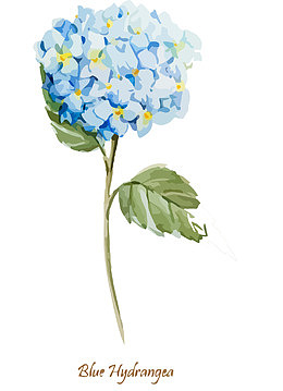 水彩绣球花矢量素材