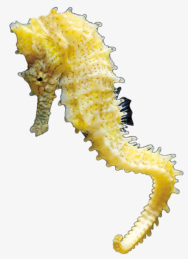 海马素材免费下载_觅元素