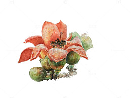 手绘石榴花免抠素材