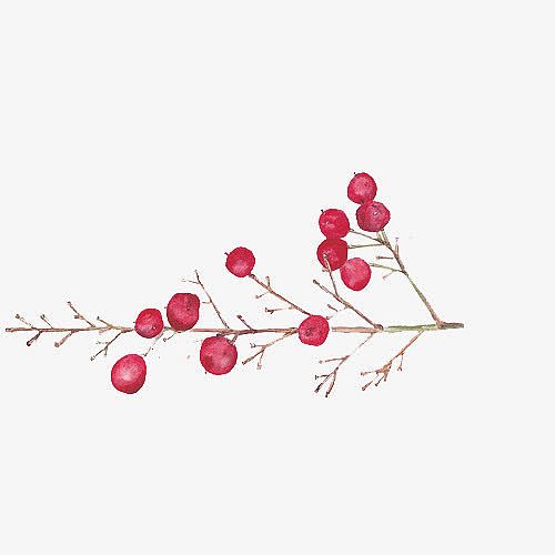 小清新简约水彩手绘红色果子树枝