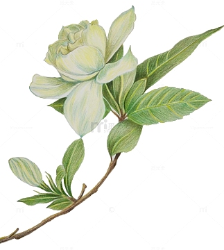 手绘栀子花