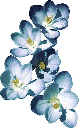 清新淡雅小花