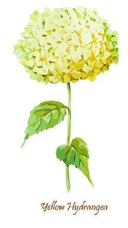 水彩绣球花矢量素材