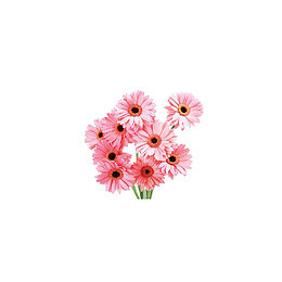 鲜花 花朵 花儿素材