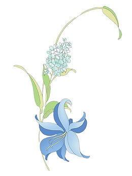 清新的风信子花手绘