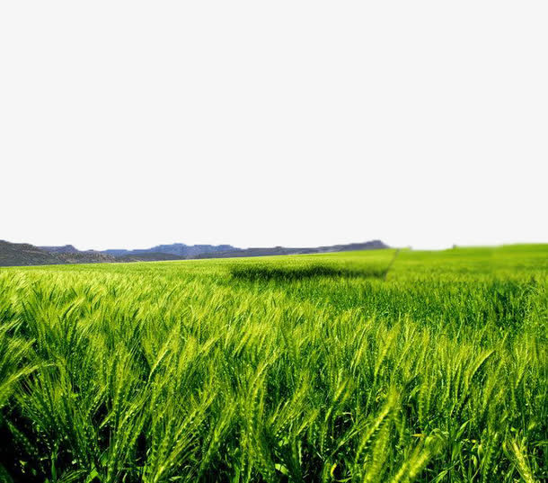 风吹麦浪素材免费下载_觅元素