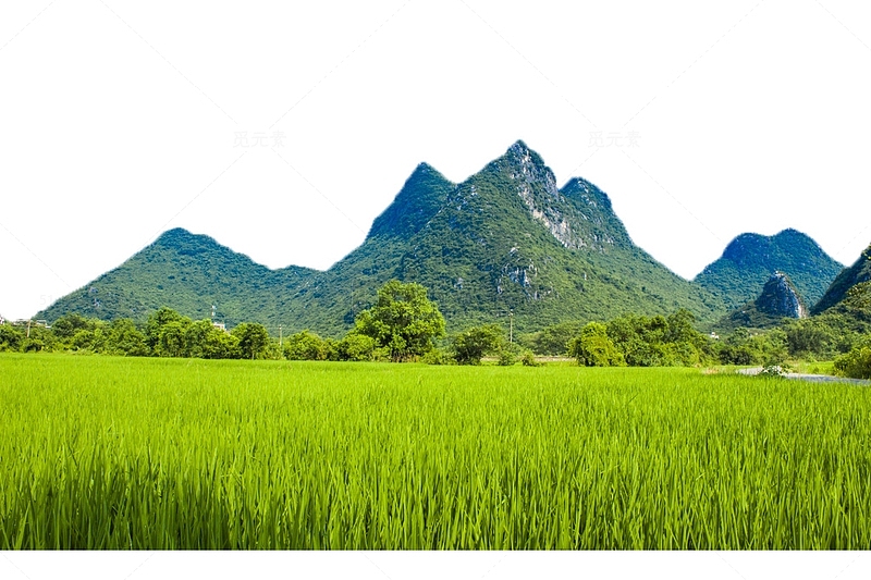 山下的稻田