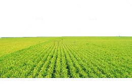 绿色稻田
