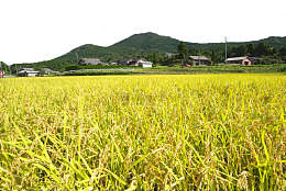 丰收的稻田