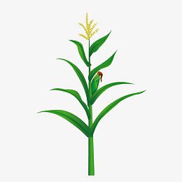 插画玉米叶子未成熟