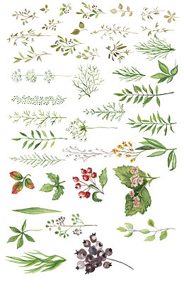 绿色植物元素