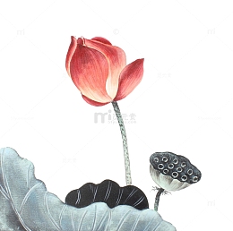 手绘莲花