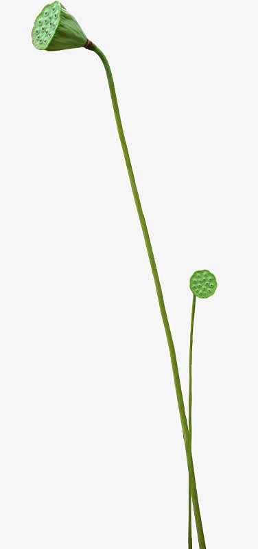 一只绿色莲蓬植物艺术