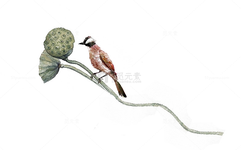 手绘水墨中国风站在莲蓬上的小鸟