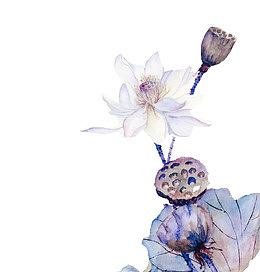 手绘莲花