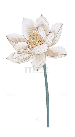 盛开的白色莲花