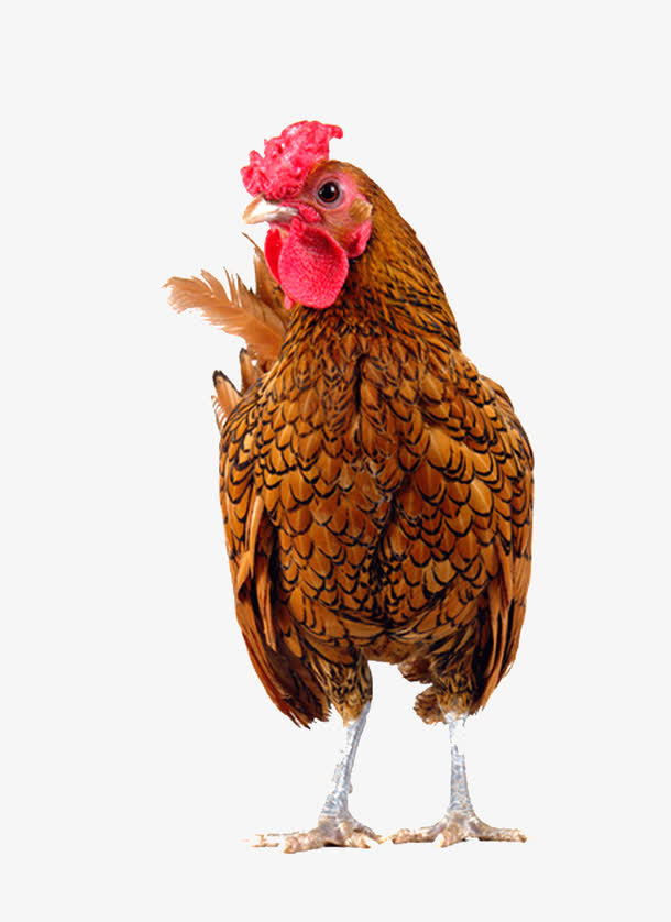 大公鸡图片