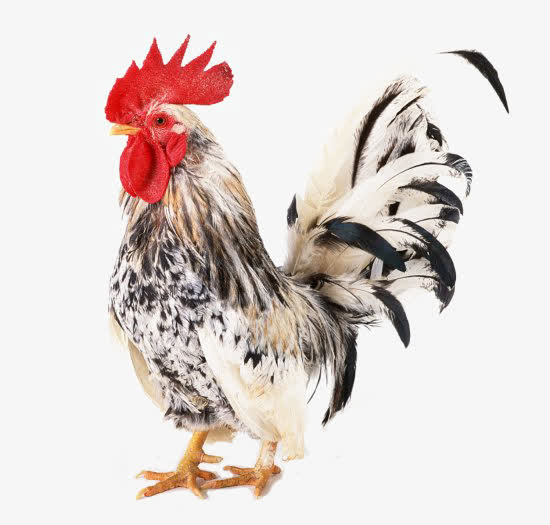 大公鸡免抠素材