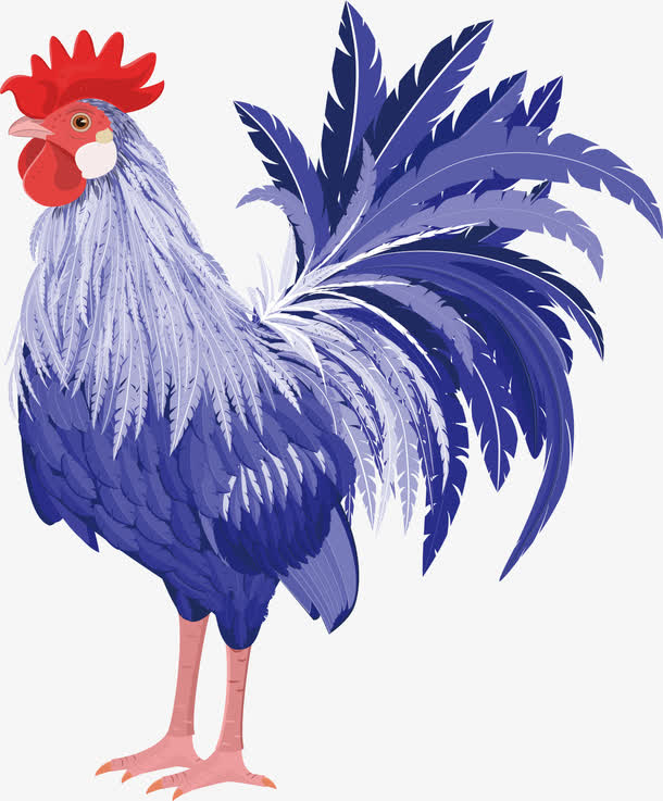 蓝色大公鸡