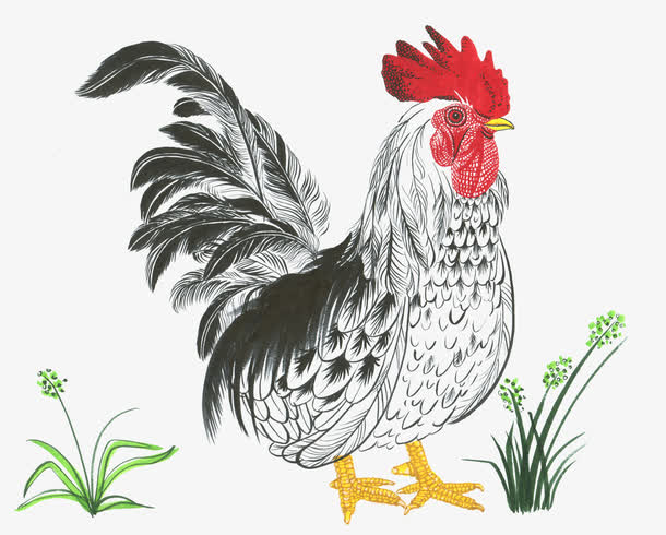 手绘大公鸡