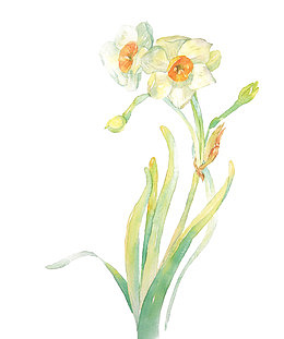 手绘水仙花