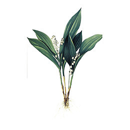 植物水仙