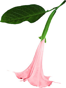 牵牛花
