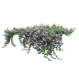 牵牛花