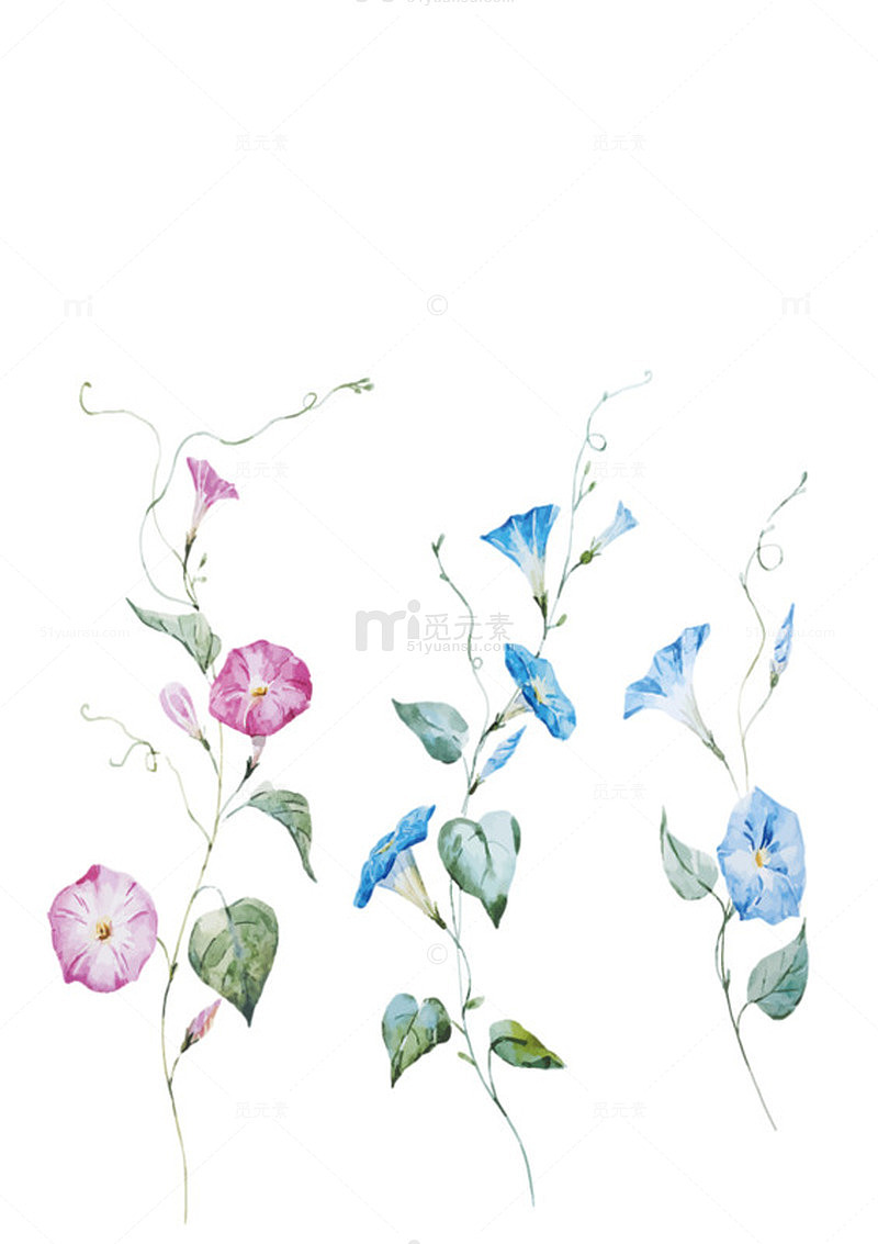 手绘喇叭花