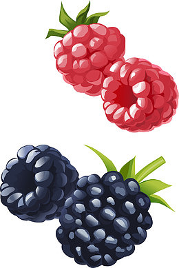 矢量手绘树莓和蓝莓