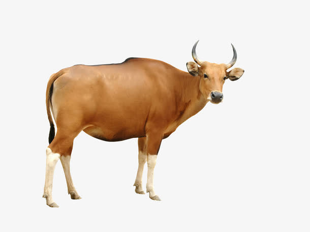 黄牛素材免费下载_觅元素