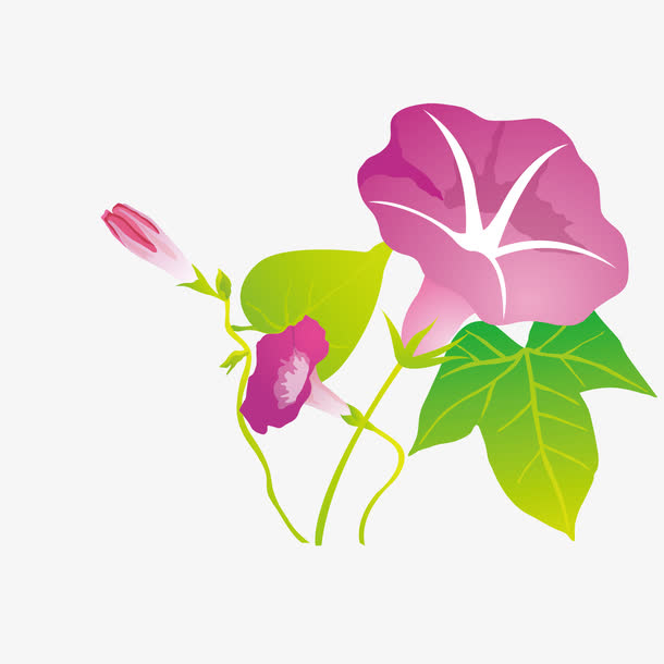 美丽的牵牛花素材免费下载_觅元素