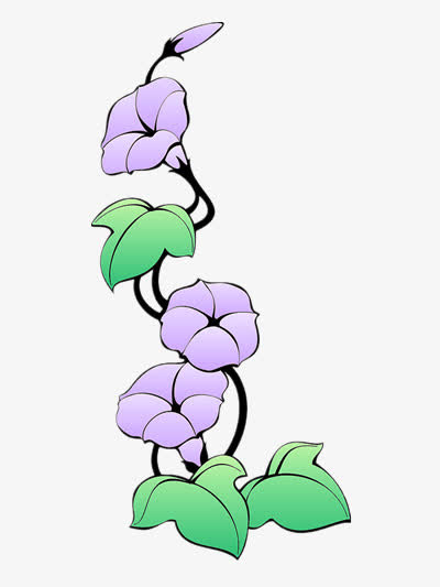 伸展的牵牛花图片素材
