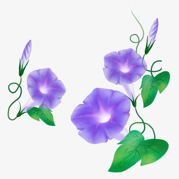 蓝色牵牛花素材免费下载_觅元素