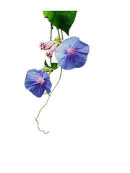 牵牛花