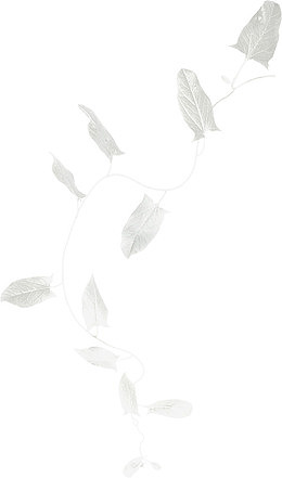 白色牵牛花藤