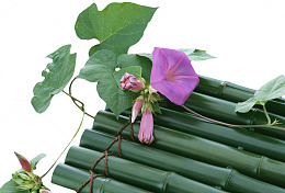 牵牛花竹排
