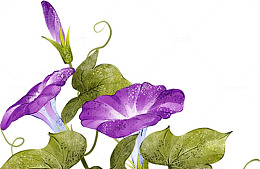 手绘牵牛花