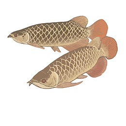 矢量金龙鱼