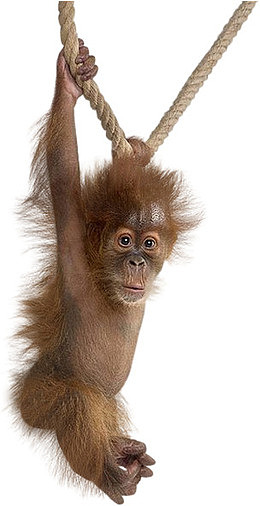 荡秋千的小猩猩