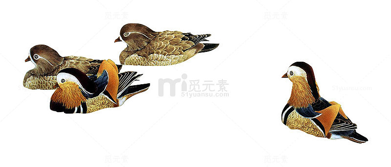 鸳鸯