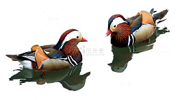 戏水的鸳鸯