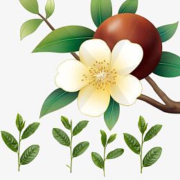 籽植物pngpng山茶果植物pngpng白色山茶花pngpng山茶花和小鸟手绘插画