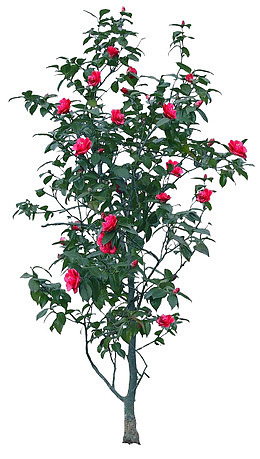 山茶花树