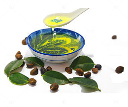 提取茶油
