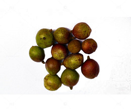 光滑的茶果