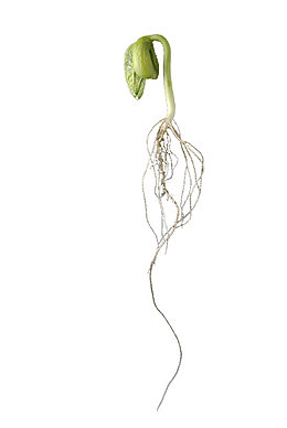 根茎清晰的小菜苗