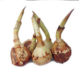 时令应季蔬菜白慈菇