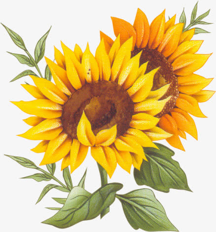 黄色卡通向日葵花朵绘画