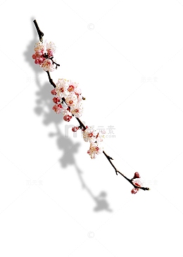 梅花植物盛开花朵